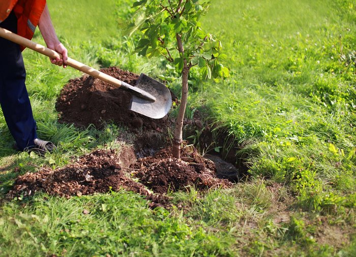 ویژه برنامه درخت و بهار به مناسبت هفته درختکاری